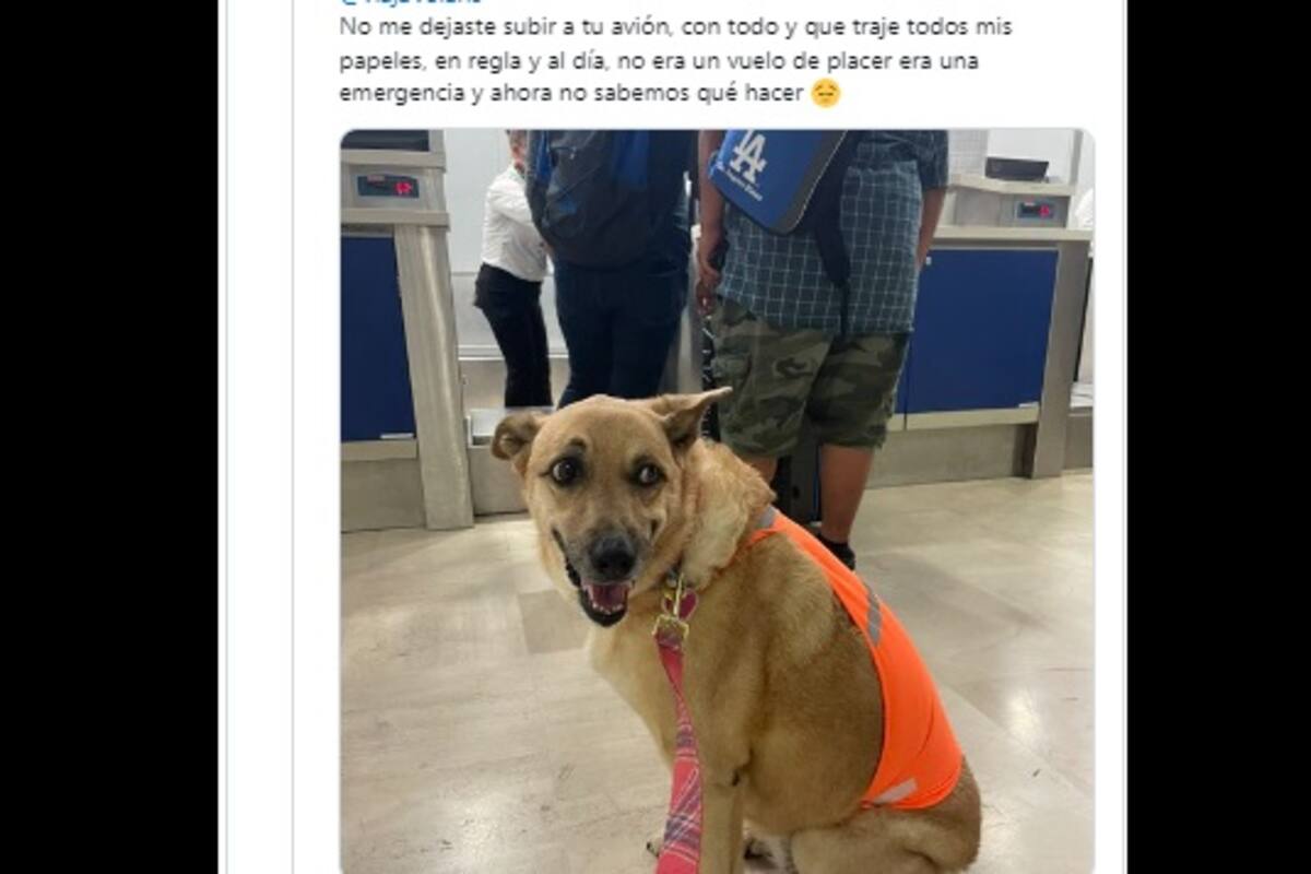 Viral: Piden ayuda porque aerolínea discriminó a perrita por ser gorda