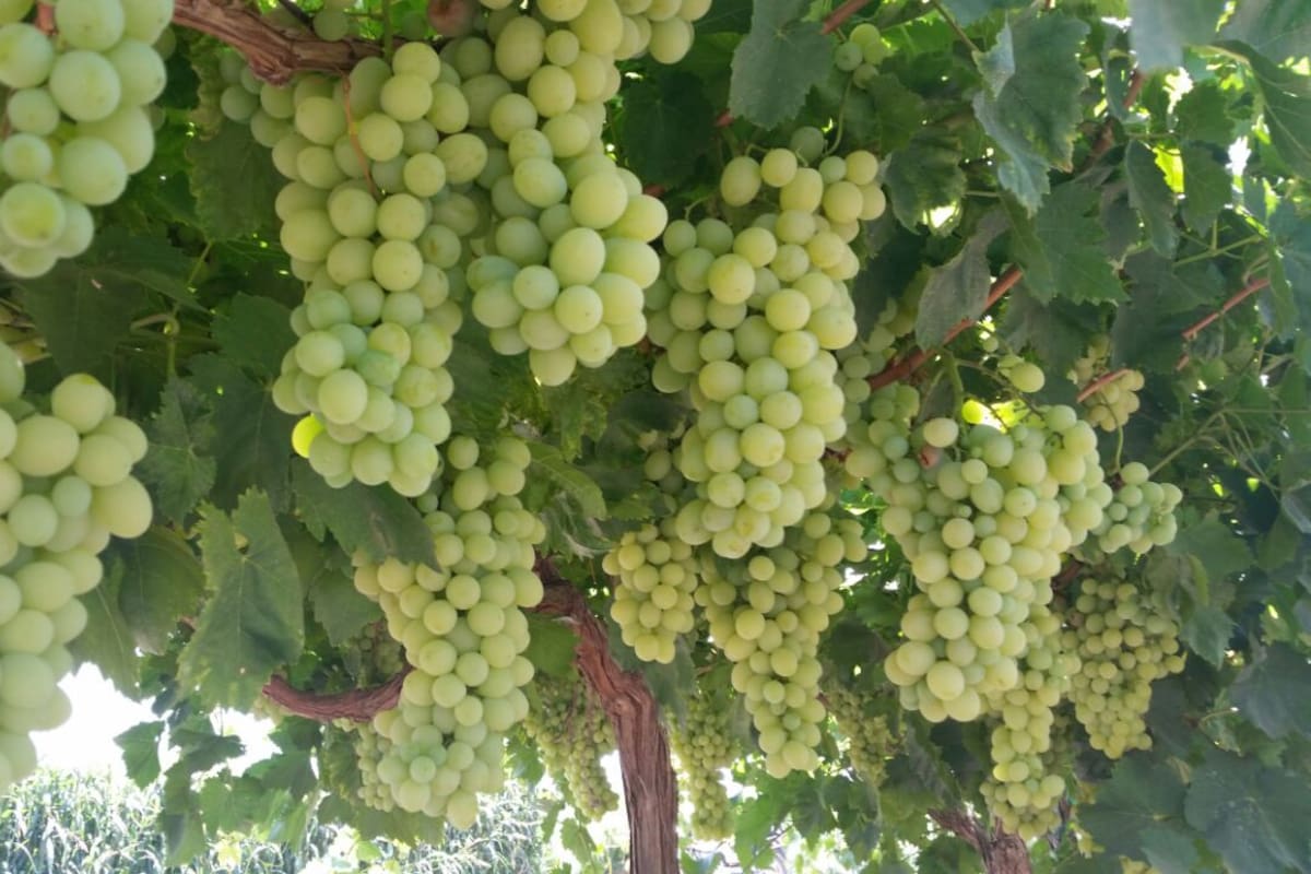 Agricultura en Sonora: Cae producción de uva de mesa