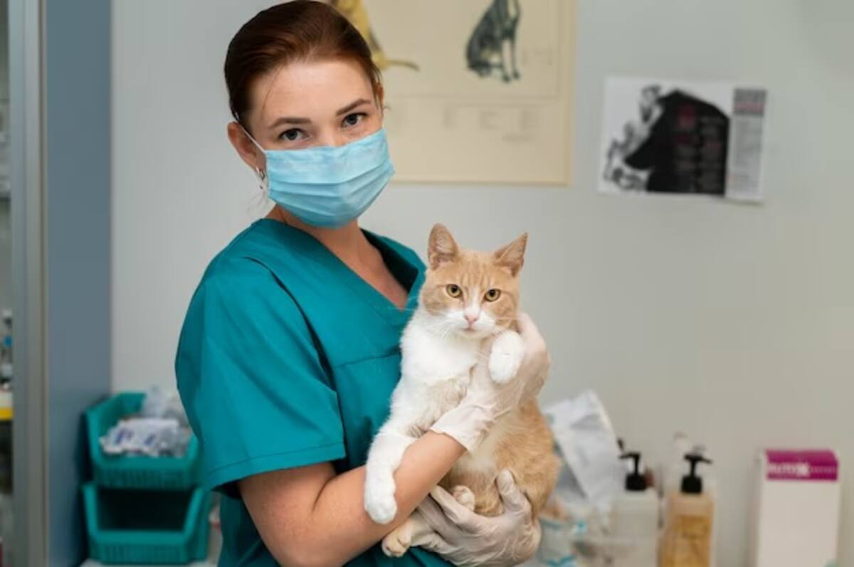 Cuando creas que tu gato esté enfermo, lo mejor es siempre llevarlo al veterinario.