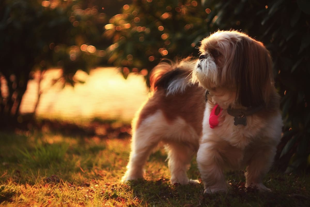 ¿Conoces la leyenda de los Shih Tzu?
