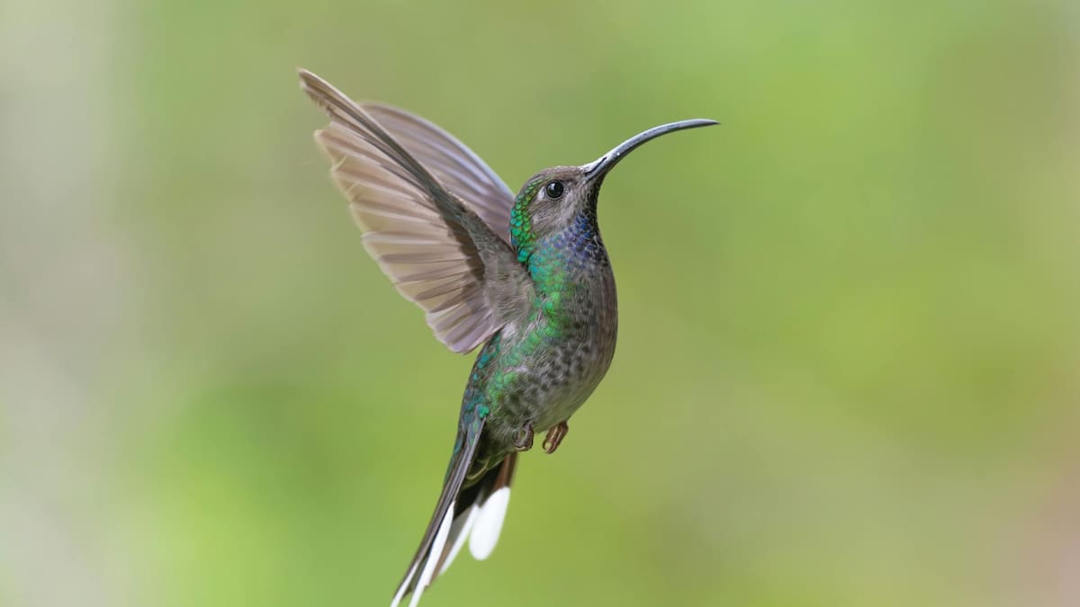 Colibrí | Foto: Especial
