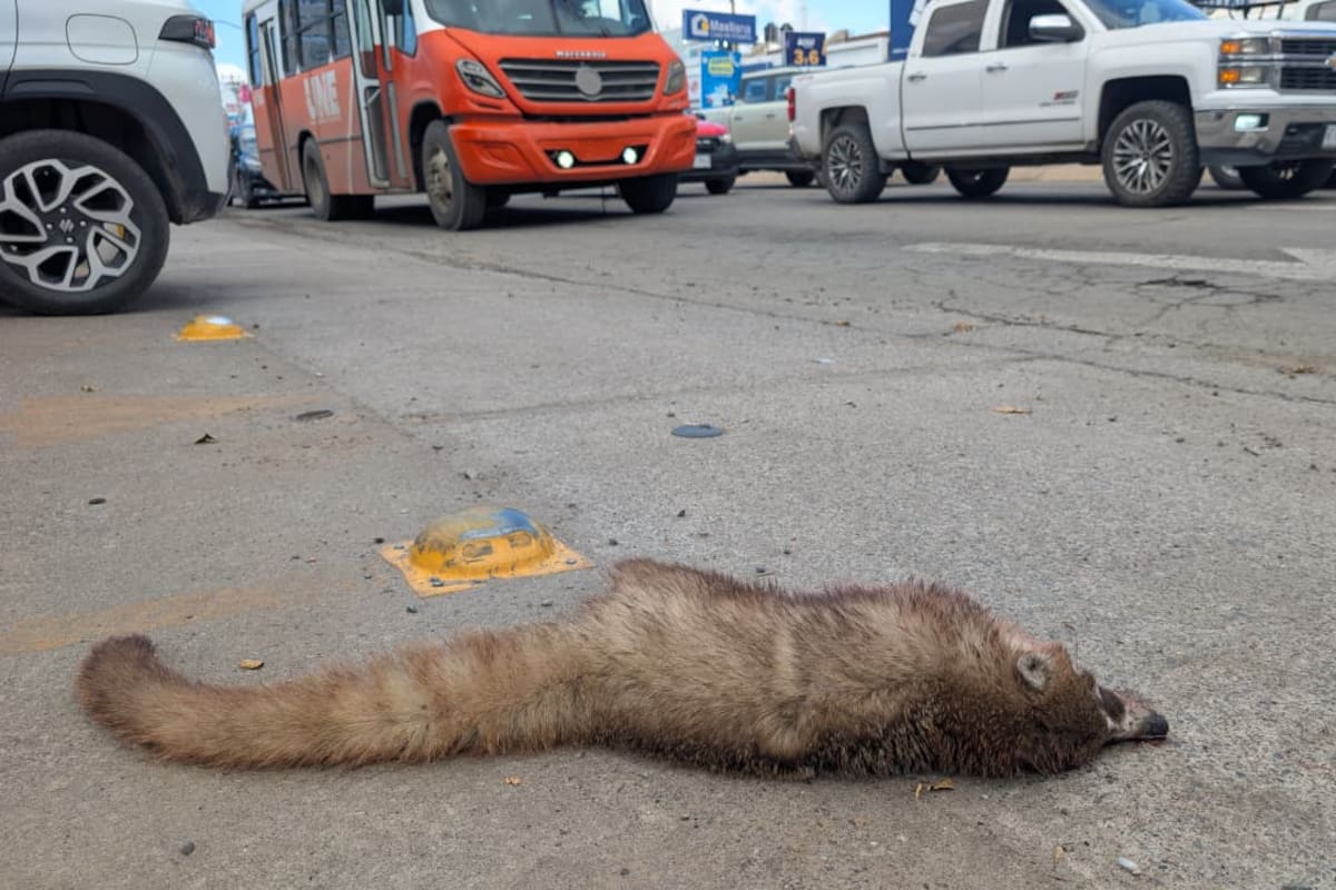 Biólogo explica la posible causa de la muerte de un coatí en Hermosillo y su relación con el hábitat local