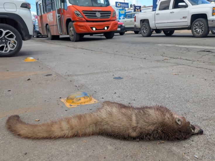 Biólogo explica la posible causa de la muerte de un coatí en Hermosillo y su relación con el hábitat local