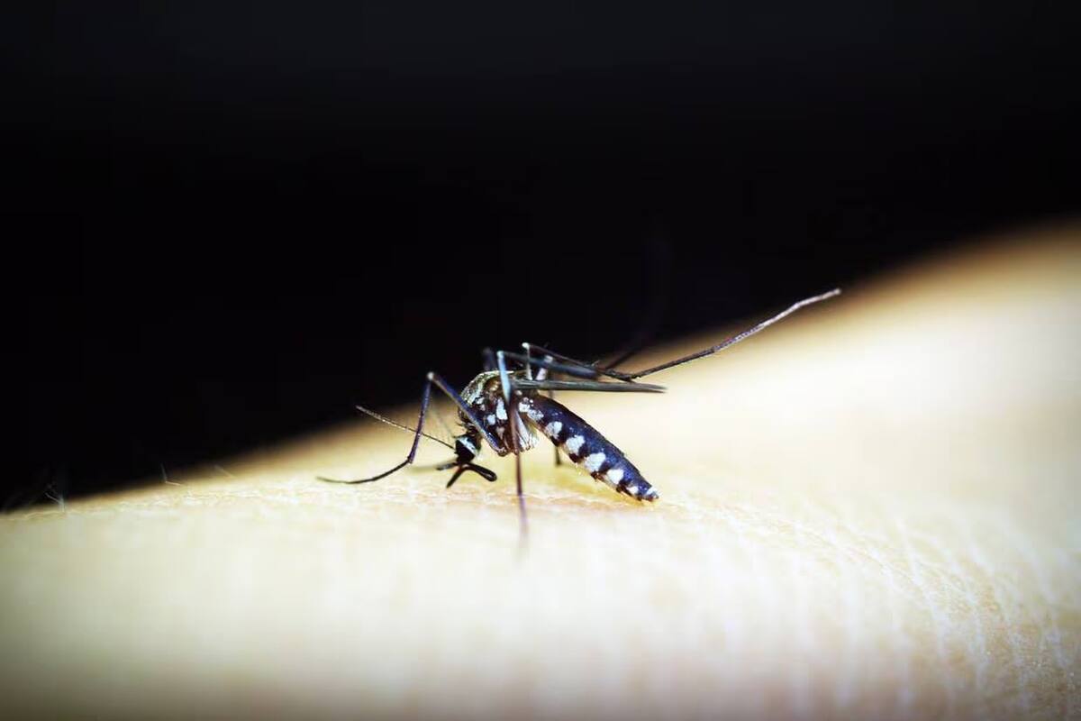 Casos de dengue han sido todos exportados: Medina Amarillas