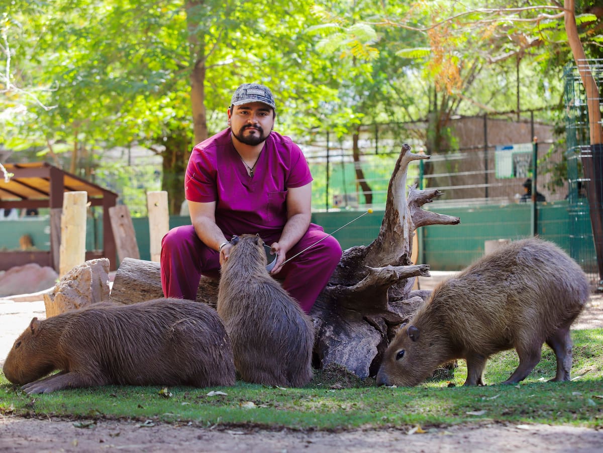 Los tres ejemplares de capibara se han consolidado como las "estrellas" indiscutibles del Bosque y Zoológico de la Ciudad. Su carisma ha cautivado a las familias cachanillas, convirtiéndolos en una parada obligatoria durante el recorrido. (Foto: Juan J. Morales)