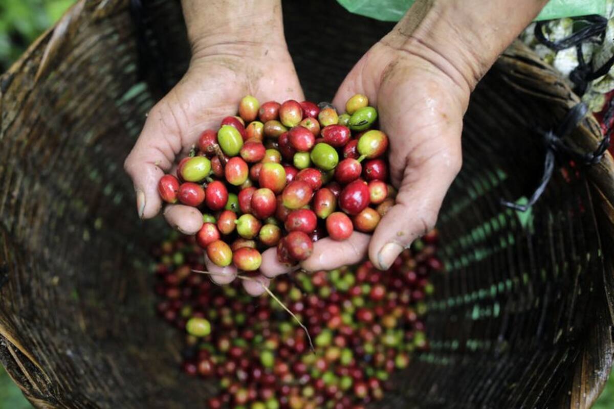 Menos café en Colombia y más aguacates en México: cómo el cambio climático impactará a algunos cultivos clave en el mundo