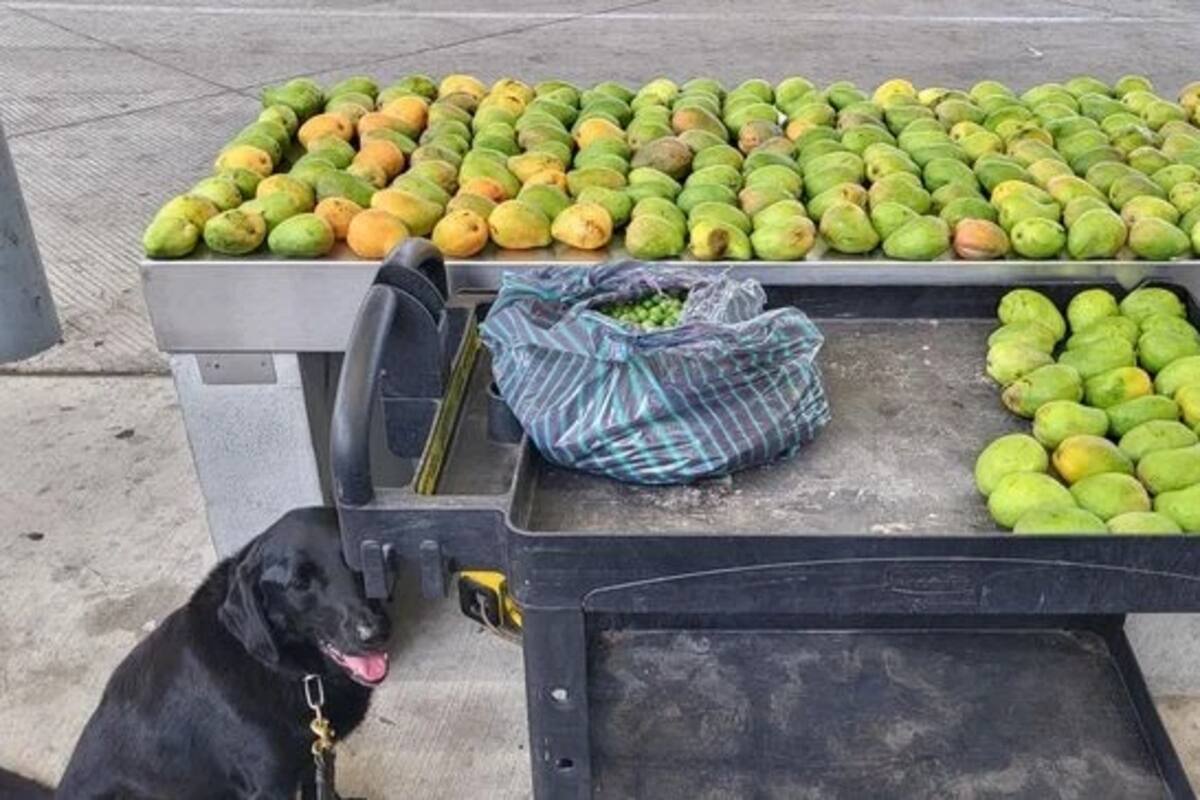Aduanas decomisa un cargamento ilegal de 218 mangos y 7 kilos de nanches
