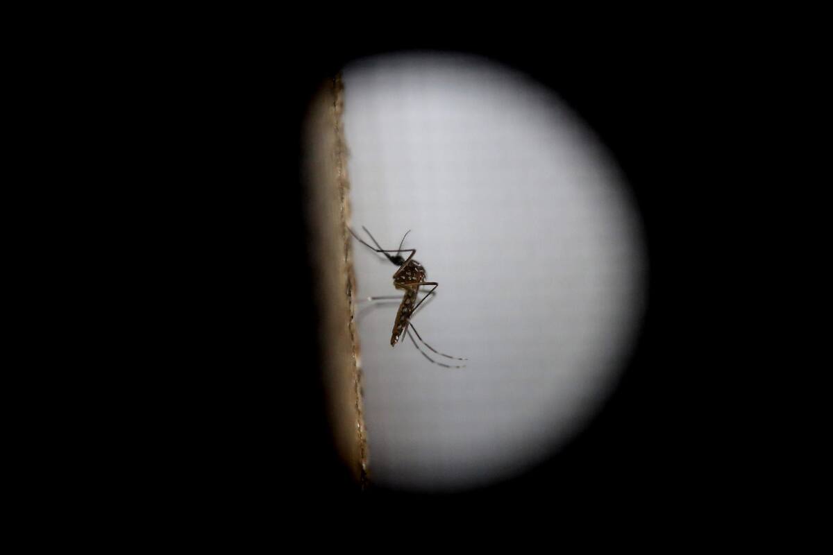 Por dengue ya se reportan 13 muertes en Morelos: Secretaría de Salud