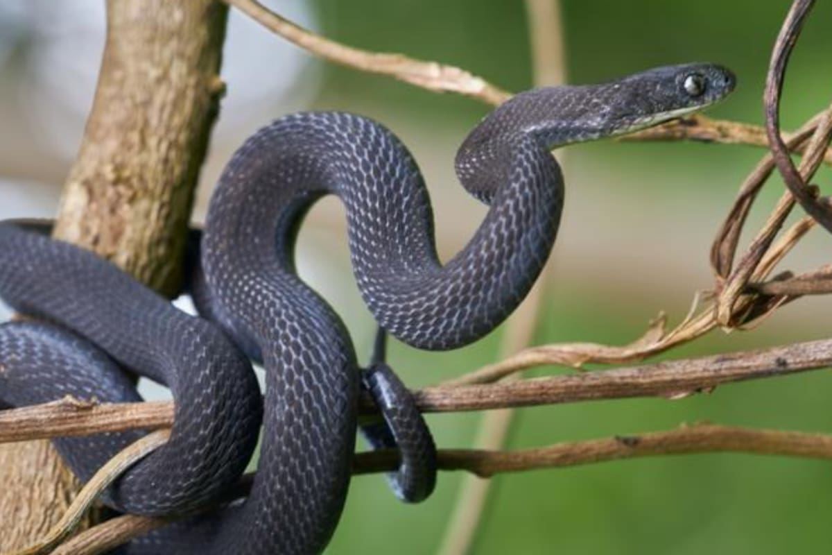 Científicos descubren en Etiopía una nueva especie de serpiente que se alimenta exclusivamente de huevos y cuya existencia permaneció sin reconocer hasta que una hembra encontrada en un bosque de montaña reveló diferencias con sus parientes