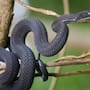 Científicos descubren en Etiopía una nueva especie de serpiente que se alimenta exclusivamente de huevos y cuya existencia permaneció sin reconocer hasta que una hembra encontrada en un bosque de montaña reveló diferencias con sus parientes