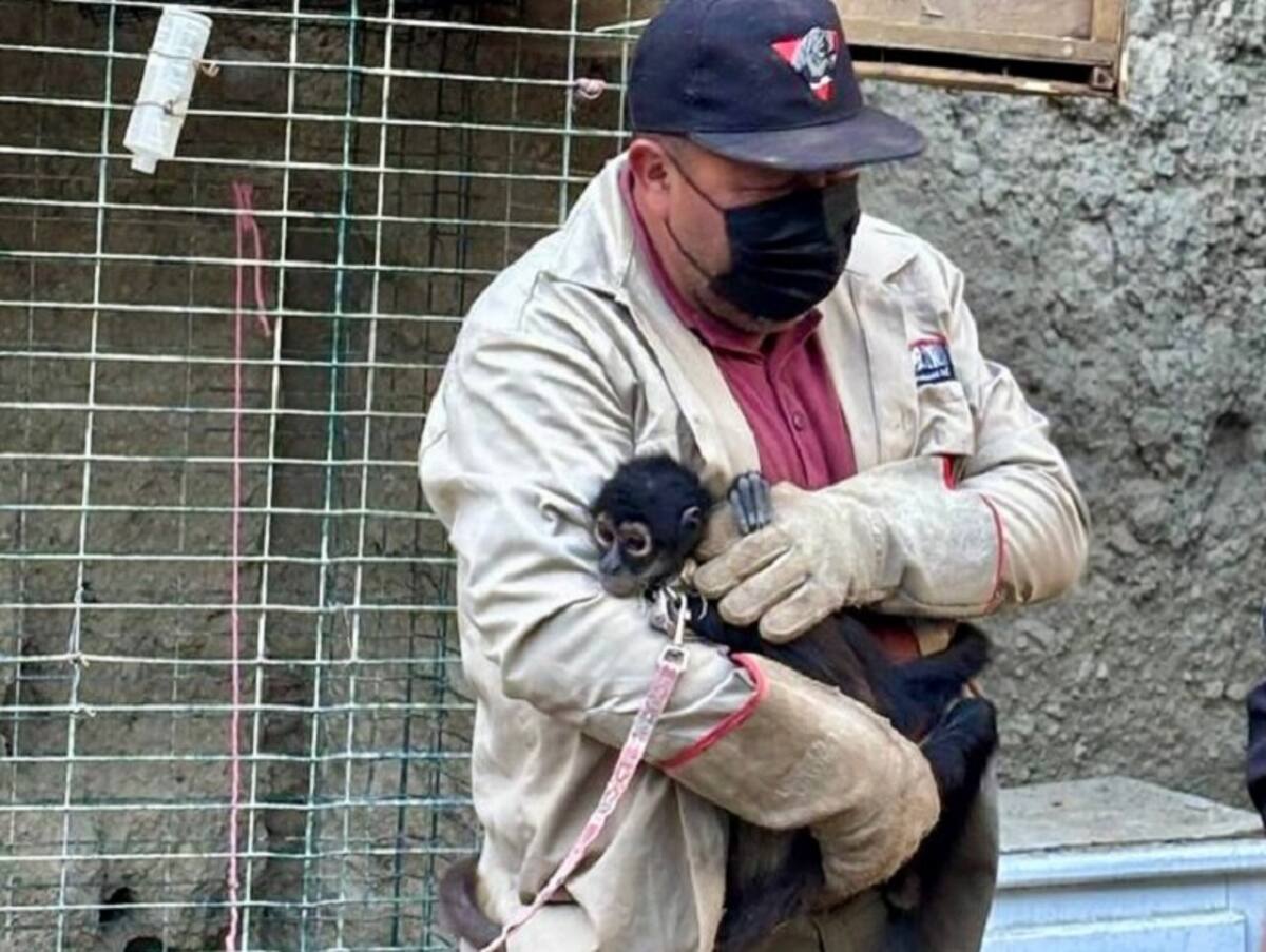 También fueron encontrados dos monos.