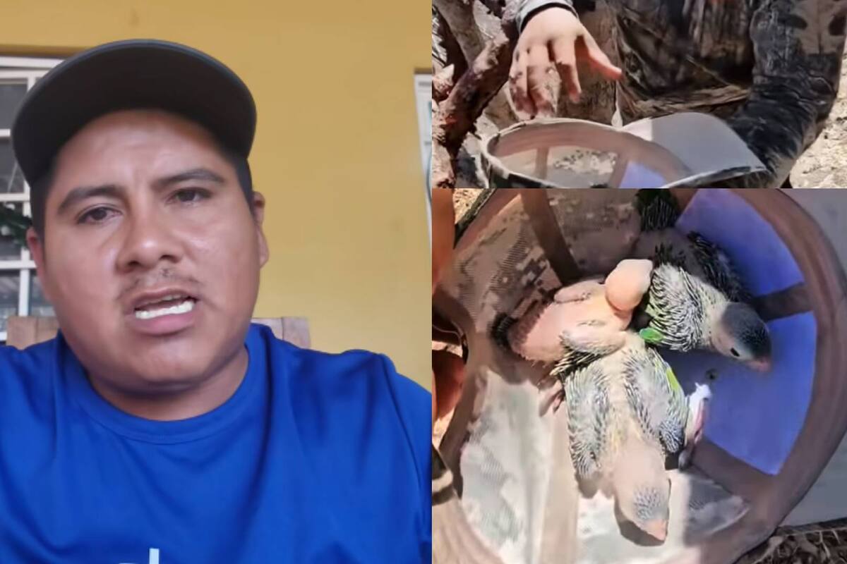 “Estoy dando la cara por lo que hice”: Así reacciona hombre en Guerrero que se llevó unos pericos de un nido en un cerro y fue criticado en redes; Profepa inicia denuncia penal