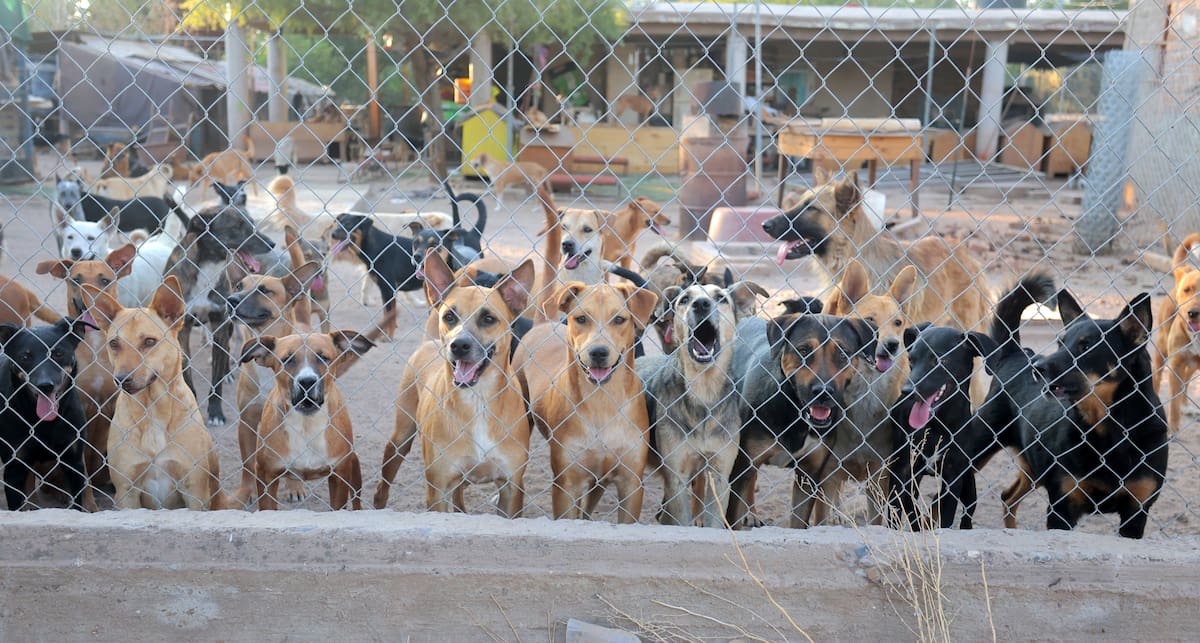 Dámaris Acosta dedica su vida a mantener y cuidar a 200 perros. FOTO: BANCO DIGITAL