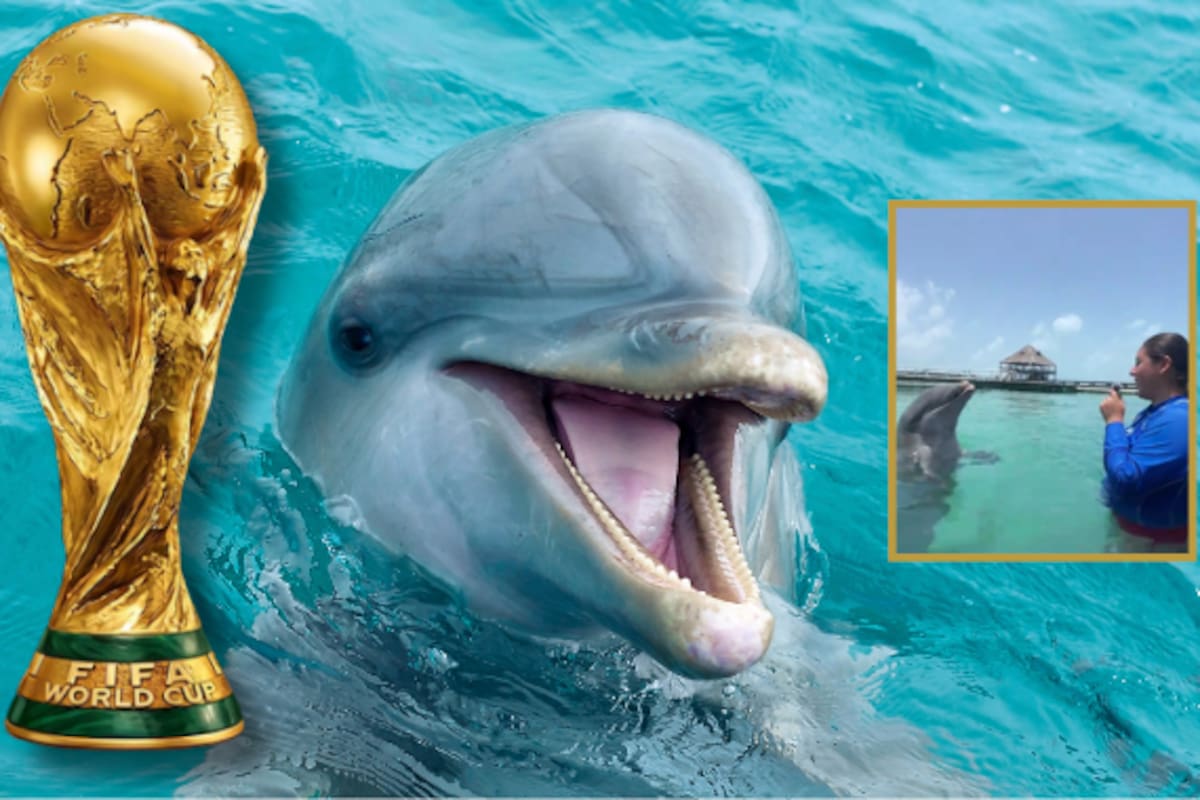 ¿España o Argentina? El delfín ‘Hidalgo’ ya eligió a su favorito para la final de la Copa Mundial 2026 y el video se vuelve viral