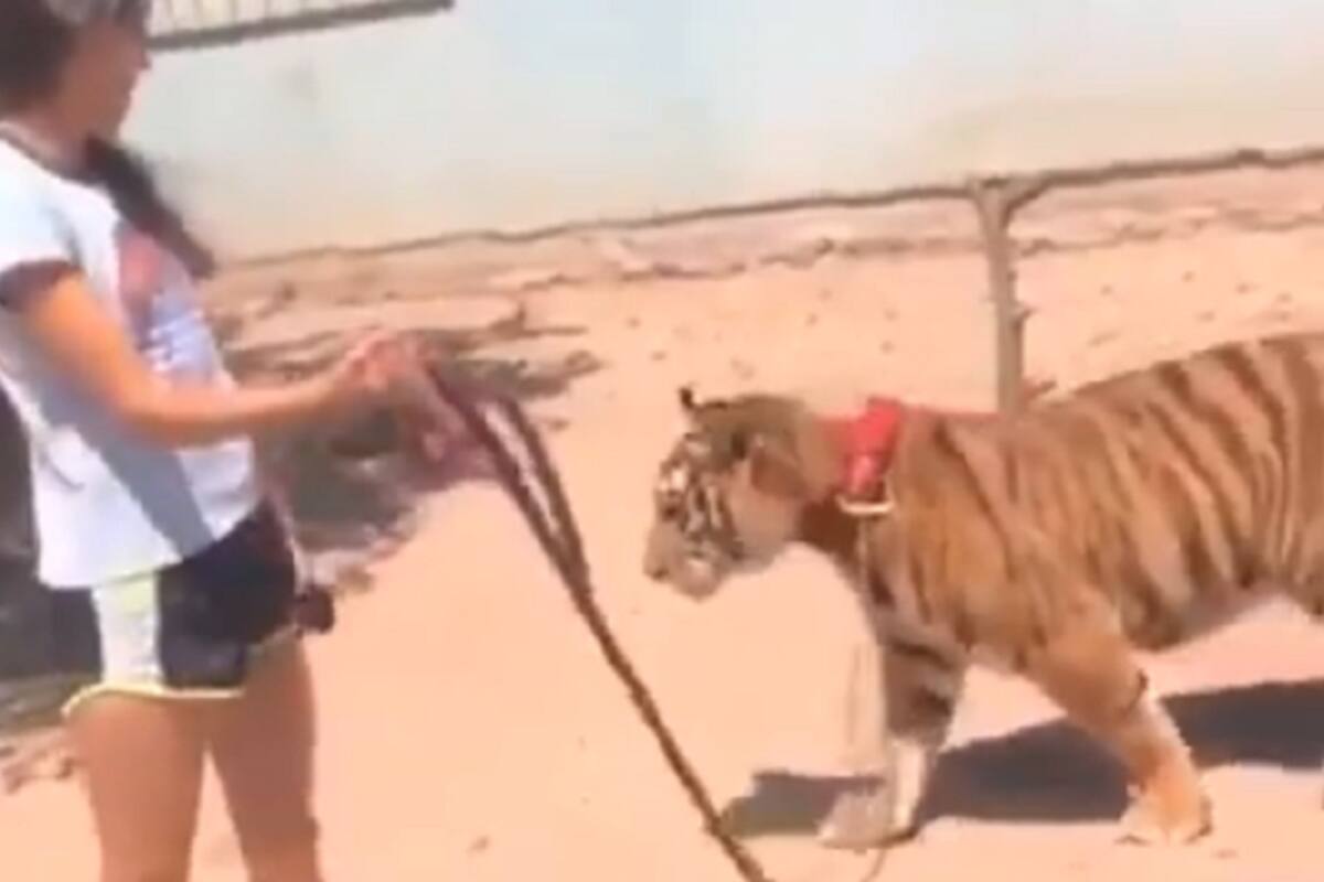 Joven pasea un tigre por la calle