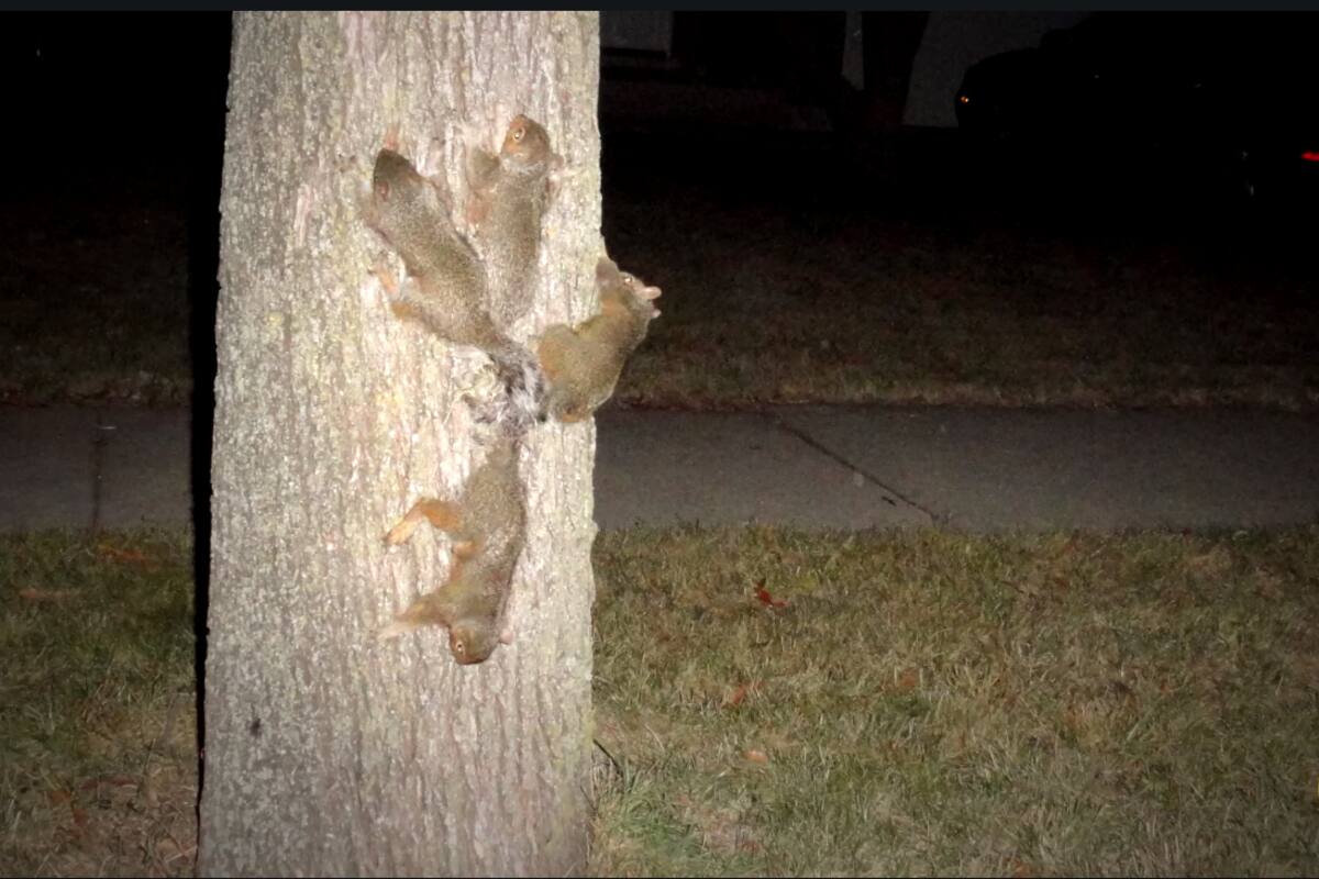 School King: El extraño fenómeno de las ardillas que desafía las probabilidades de supervivencia