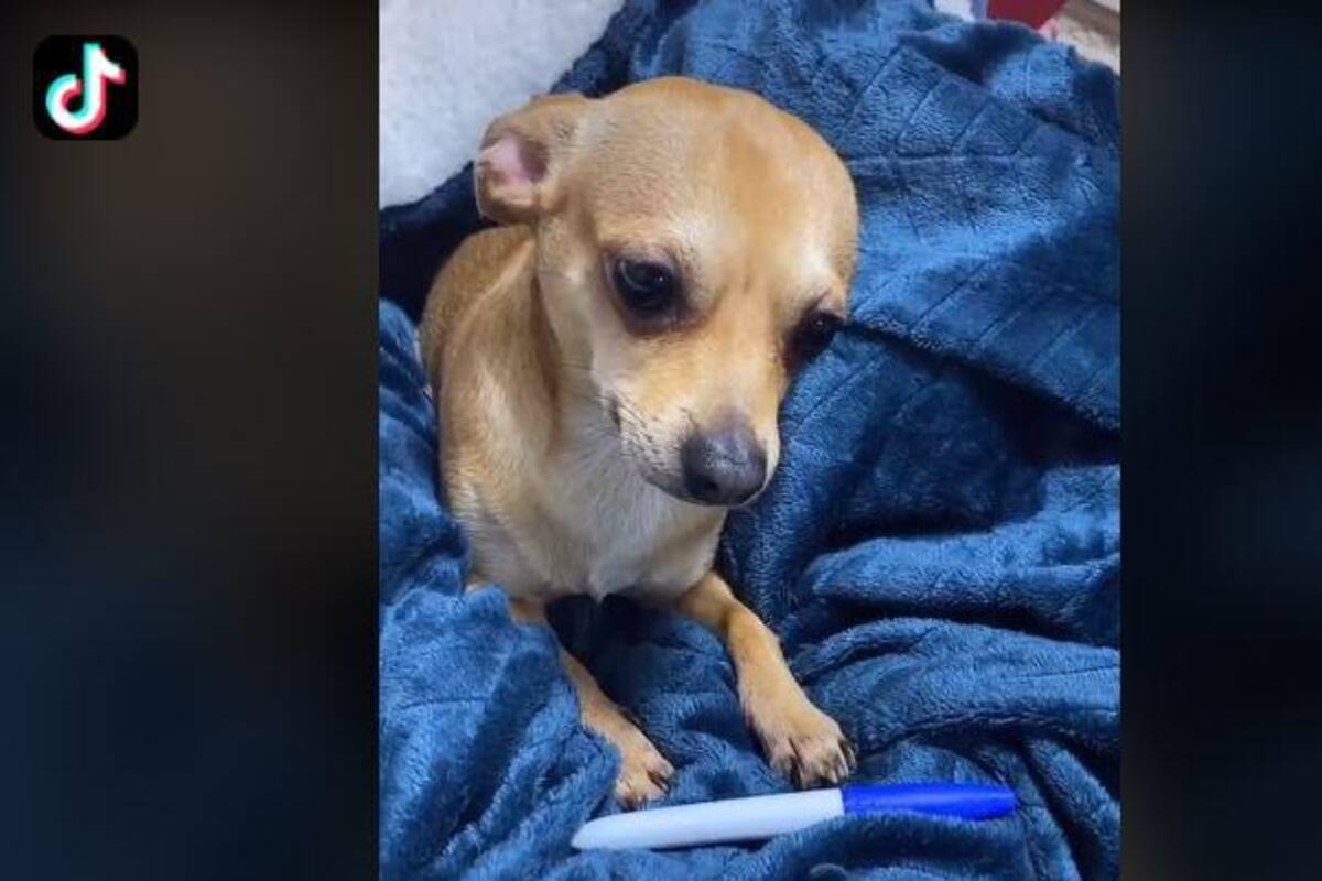 TIKTOK: Perrito le quita plumón a su dueño y escena se viraliza