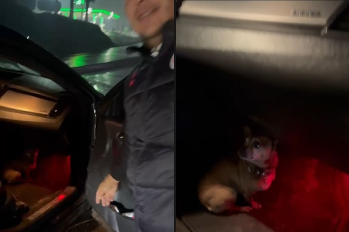 Rescata a perrito desorientado por pirotecnia de Año Nuevo