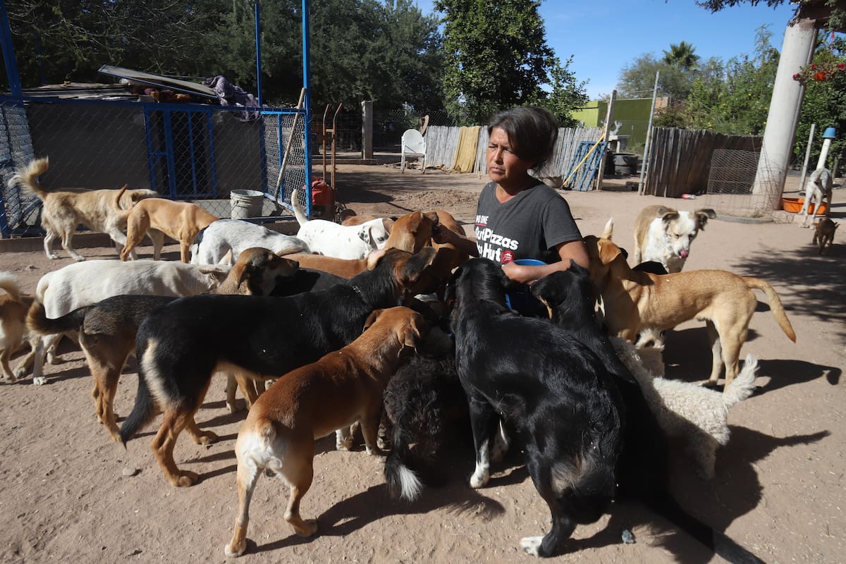 Dámaris es la 'jefa' de la manada de 120 perros
