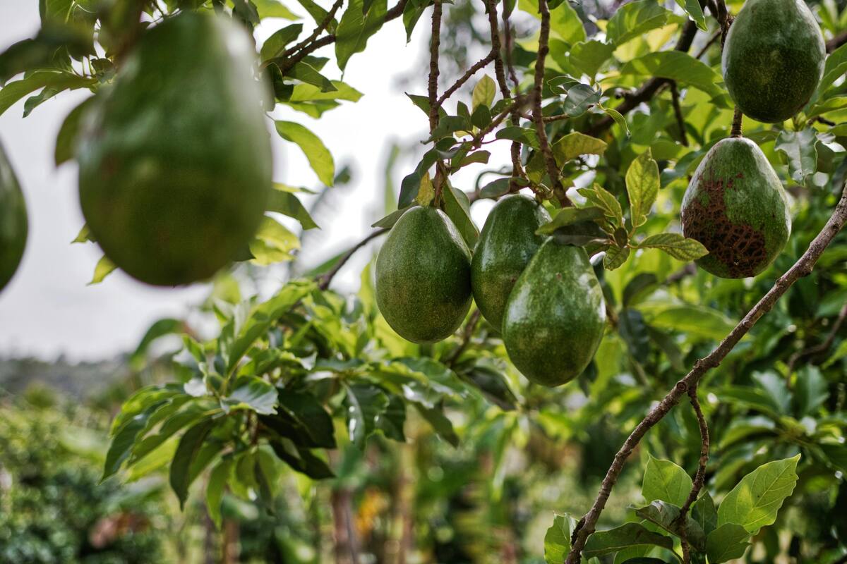 Se reanudan exportaciones de aguacate a Estados Unidos tras suspensión temporal
