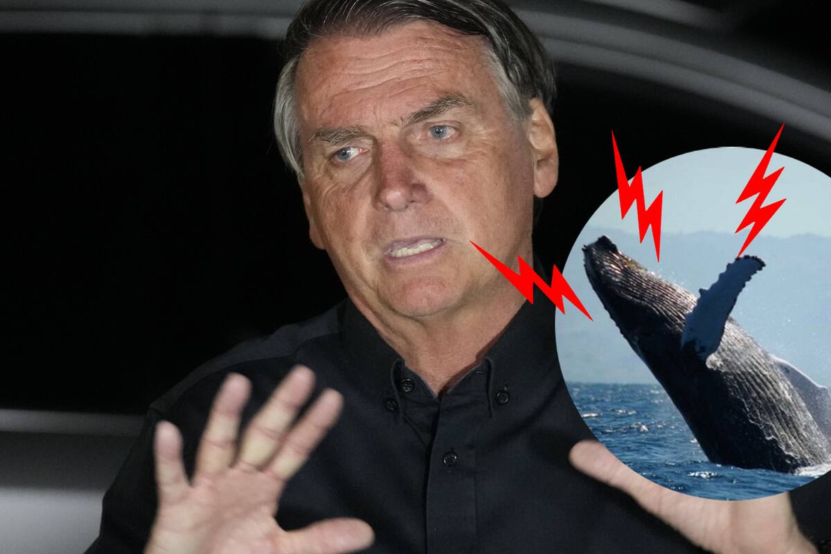 ¿Molestó a una ballena? Jair Bolsonaro es requerido por la Policía de Brasil por un inusual motivo