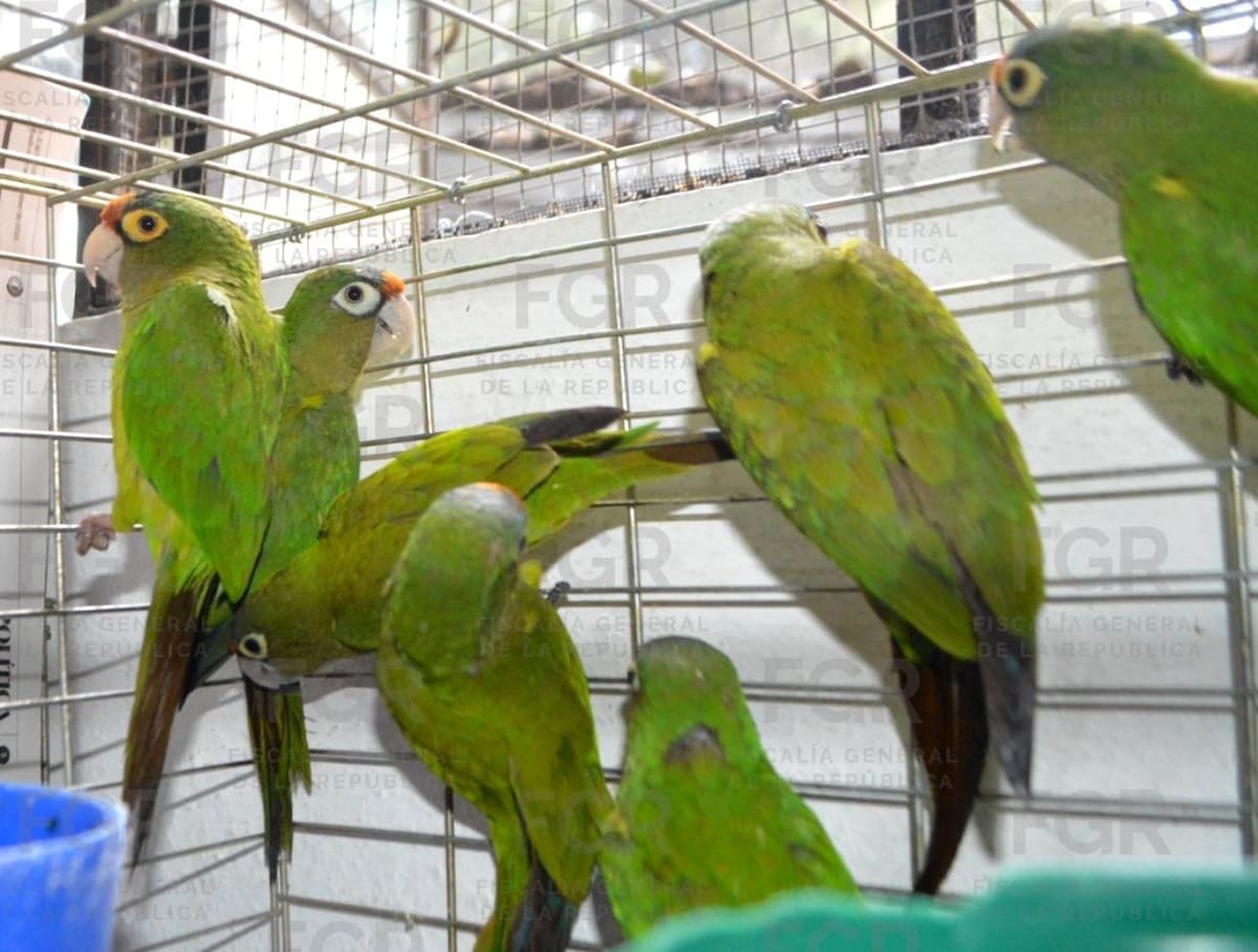 Por esta razón, las personas fueron detenidas y el vehículo quedó asegurado. Posteriormente fueron puestas a disposición del Ministerio Público Federal para iniciar la carpeta de investigación. Foto: FGR.