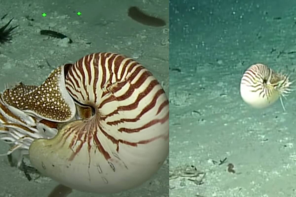 Rara especie de molusco reaparece tras 15 años en las profundidades oceánicas