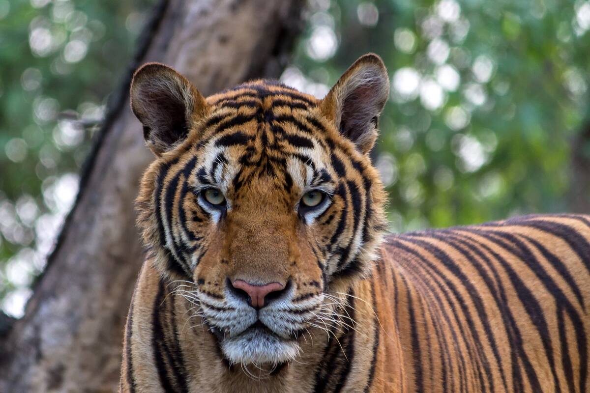 Michoacán: Tigre de bengala ataca a su cuidador y le destroza el brazo en Peribán