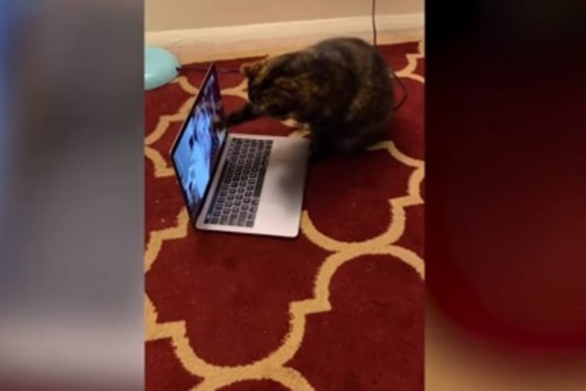 Tierna reacción de un gato al ver a su dueña por videollamada