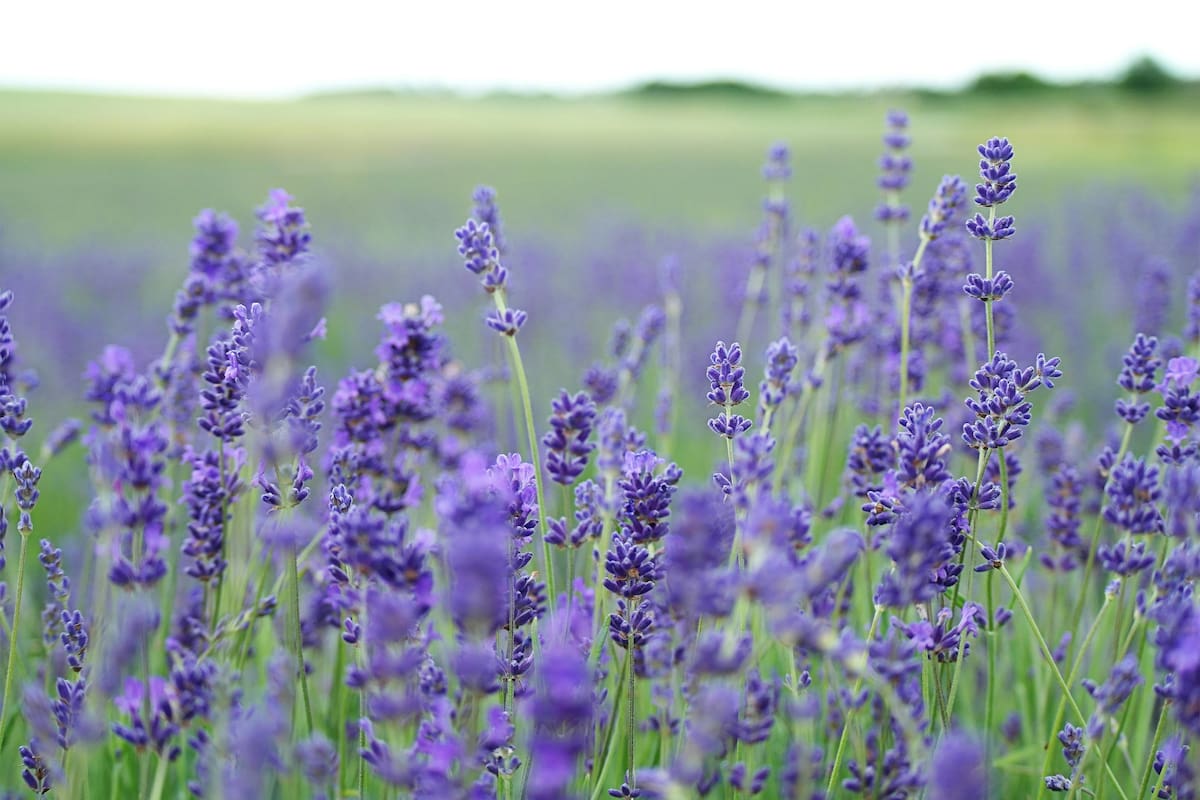 El aroma de la lavanda puede reducir la ansiedad | Foto: Unsplash