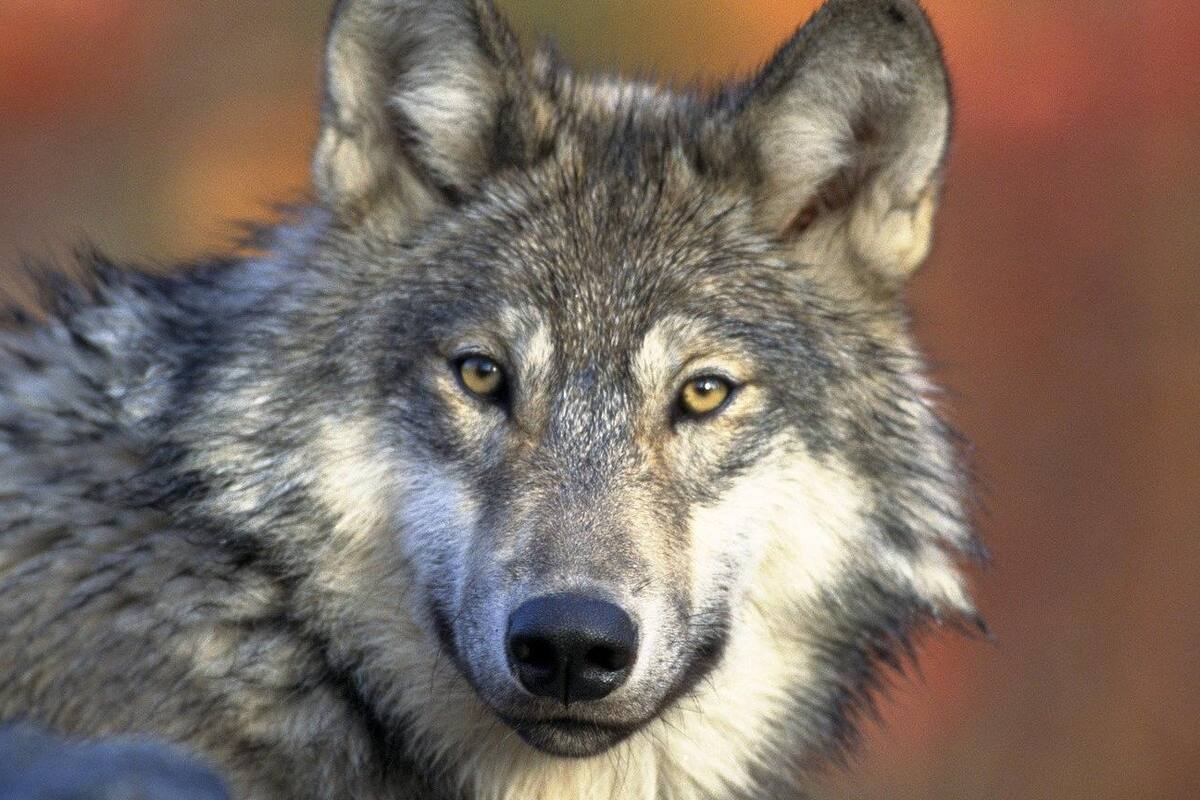Atropella a un 'perro' y luego descubren que era un lobo