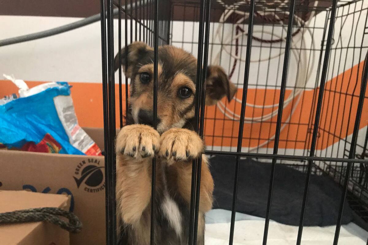 Asociación Dos Corazones Pro Animalivm realizará evento recaudatorio