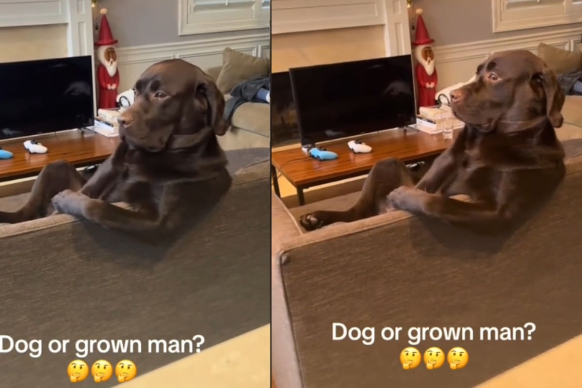 Comparan a perro con un adulto mayor por su extraña postura al sentarse