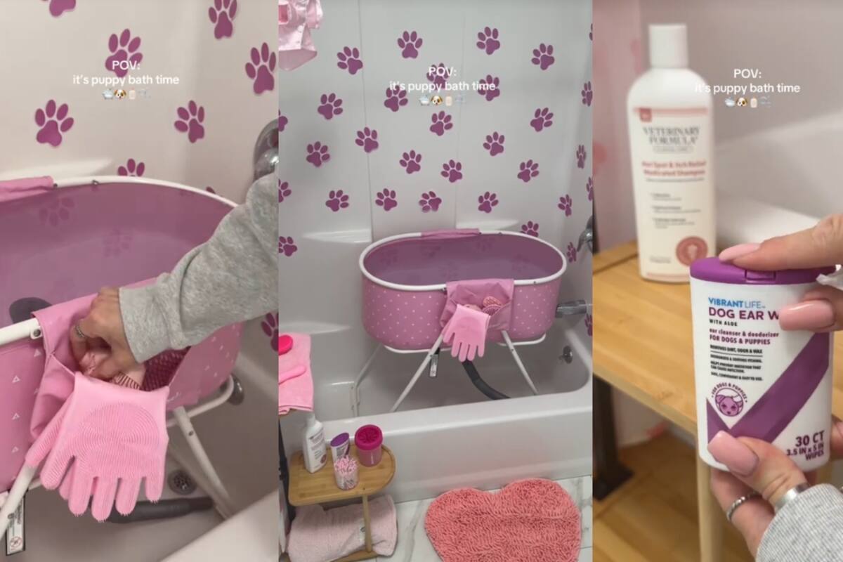 Joven muestra la increíble rutina de baño que le da a su perro