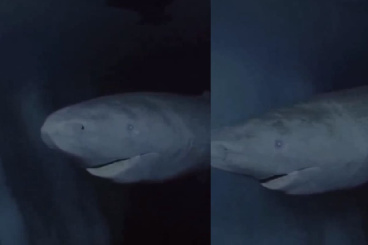 Captan en vídeo al tiburón de Groenlandia que tiene más de 392 años y se vuelve viral en redes sociales