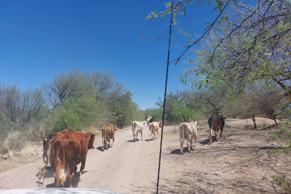Por Sequía, dejan actividad 30% de ganaderos del Sur de Sonora