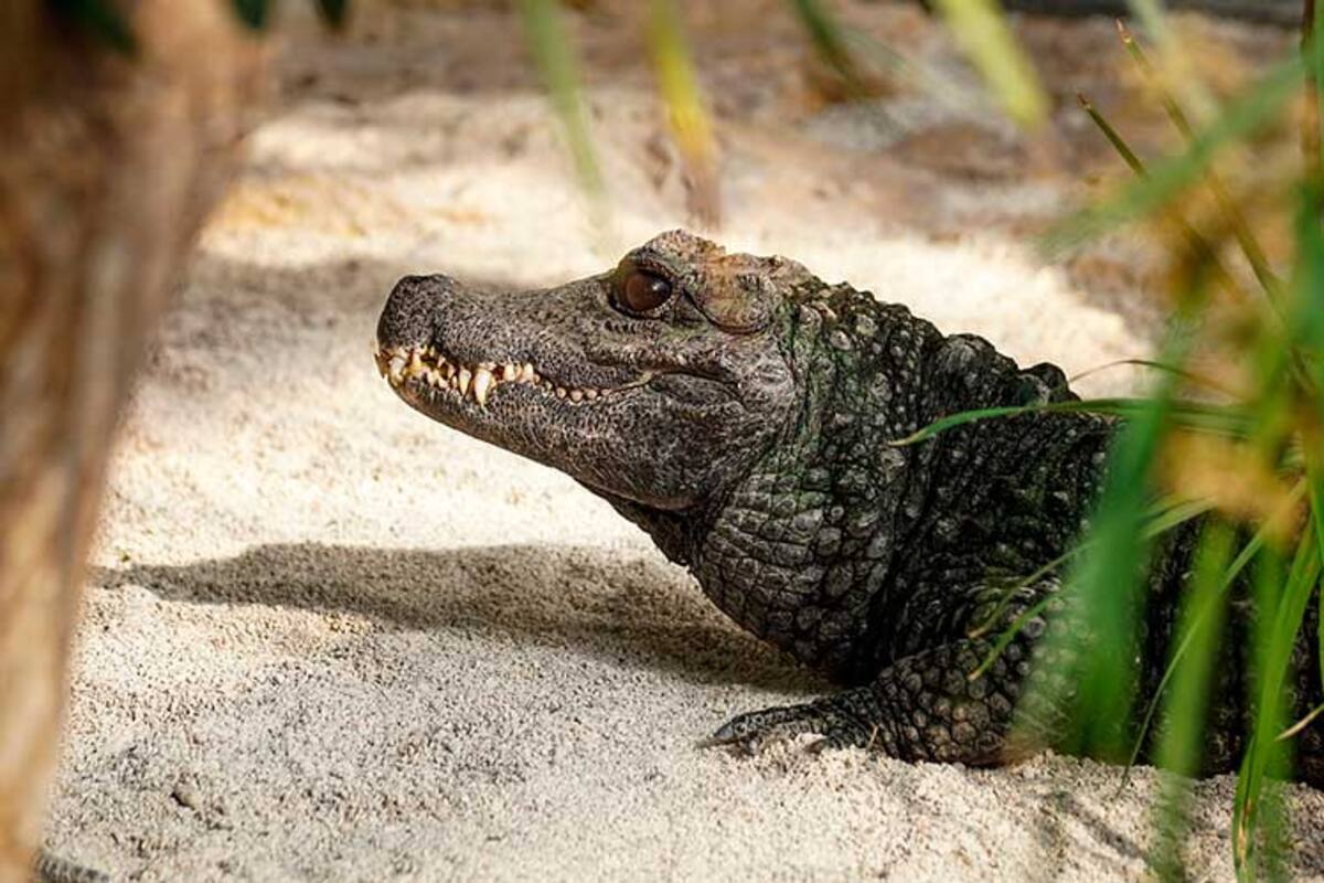 Aparece cocodrilo en playa
