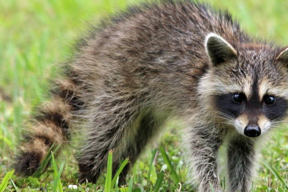 Viral: Mapache ataca a una niña