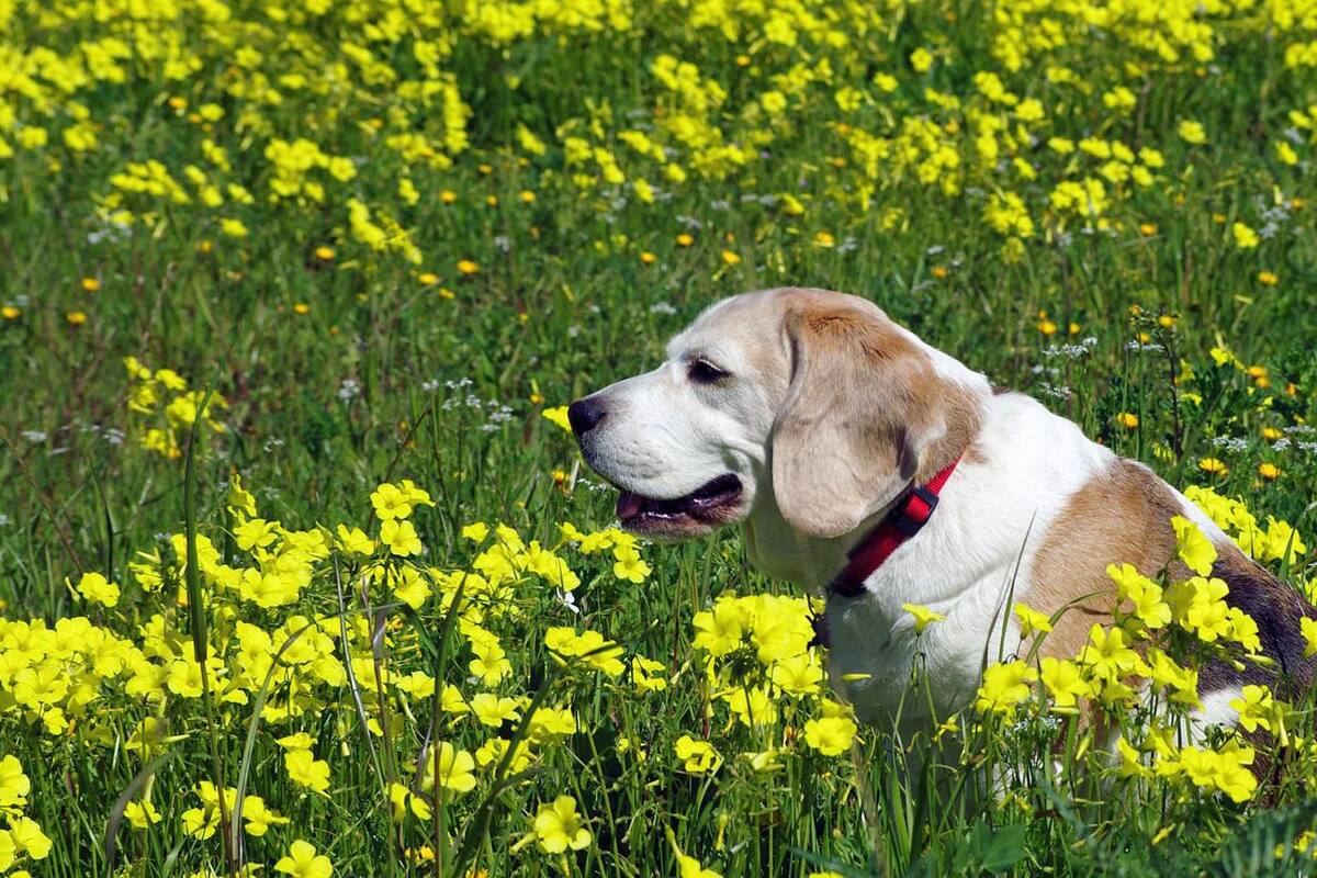 Estos son los cuidados que debes tener con tu mascota geriátrica