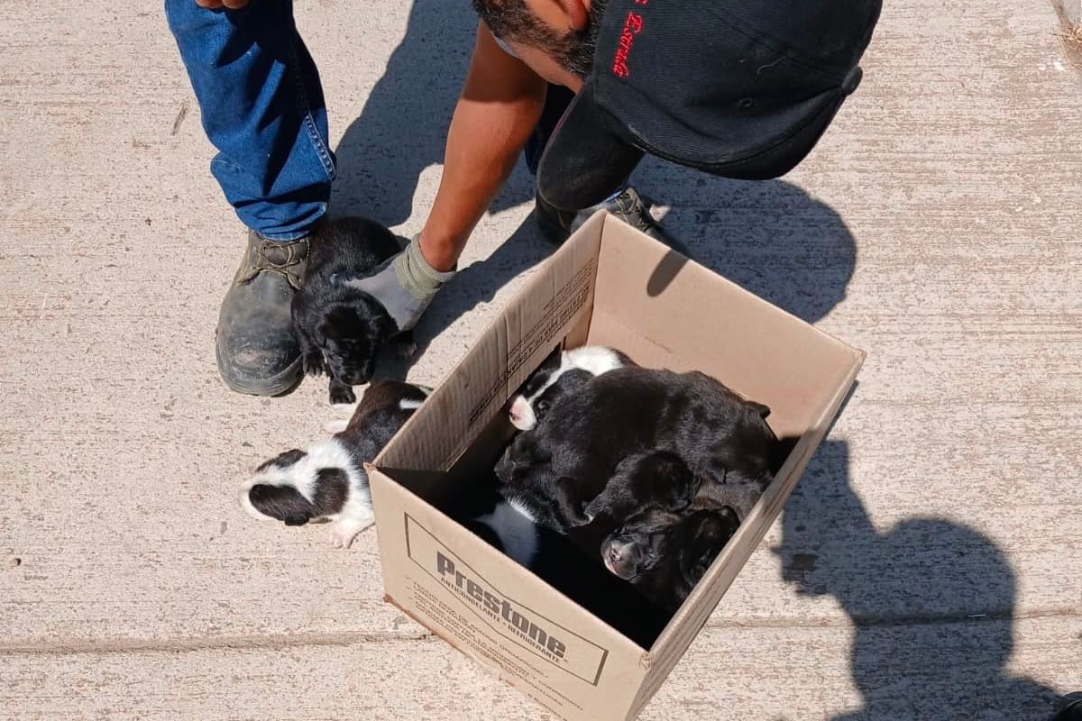 Resguardan a 12 perros tras reporte de jauría con comportamiento agresivo en Valle Dorado