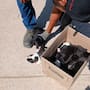 Resguardan a 12 perros tras reporte de jauría con comportamiento agresivo en Valle Dorado