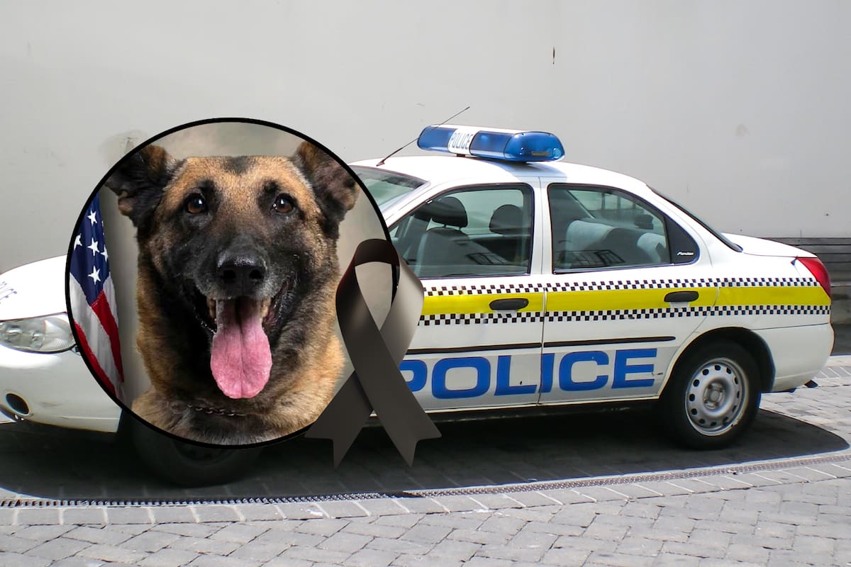 Un agente canino de Estados Unidos falleció tras ser dejada dentro de una patrulla durante una ola de calor en Carolina del Norte