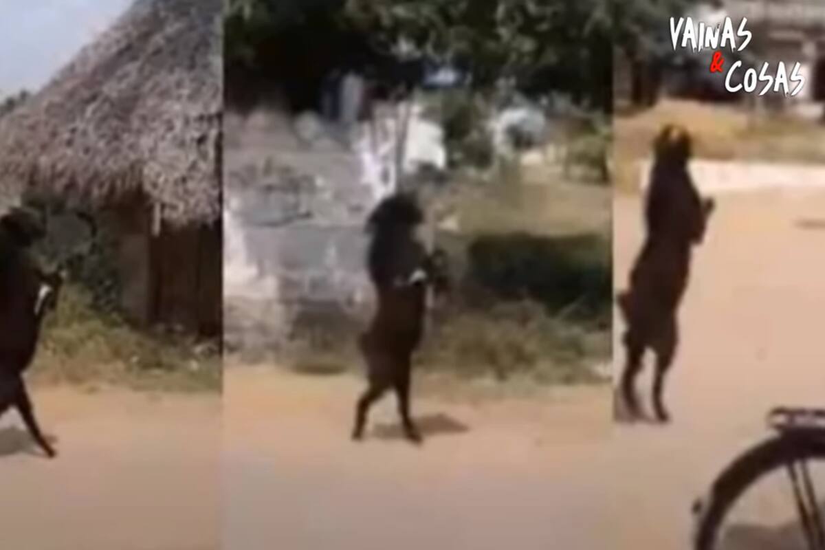 Video aterrador de una cabra caminando en 2 patas se hace tendencia