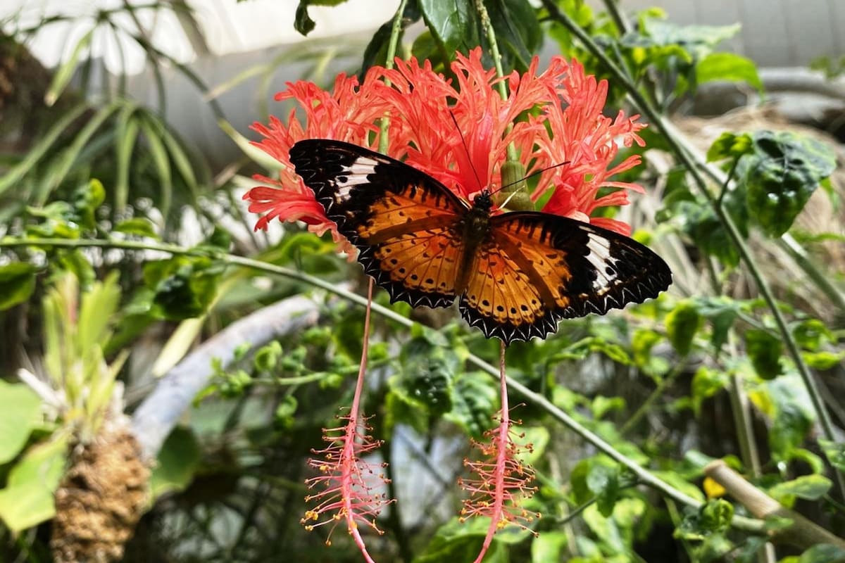 Exposición Butterfly Magic en Tucson: mariposas, orquídeas y un invernadero mágico