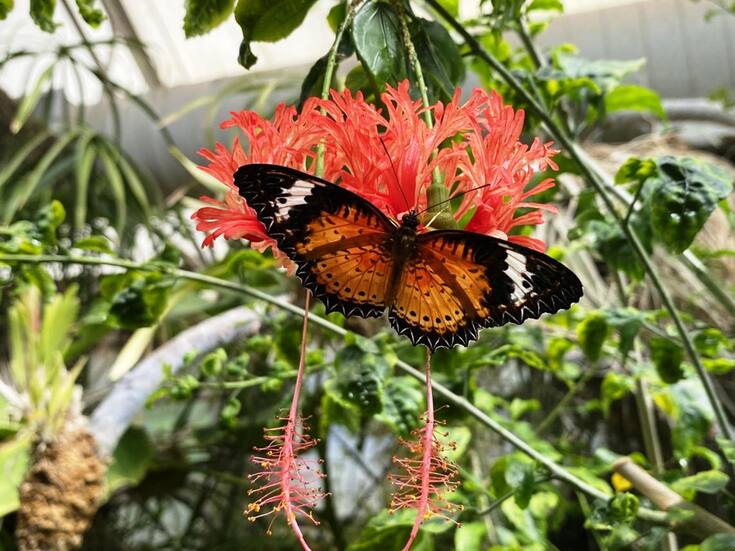 Exposición Butterfly Magic en Tucson: mariposas, orquídeas y un invernadero mágico