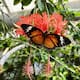 Exposición Butterfly Magic en Tucson: mariposas, orquídeas y un invernadero mágico