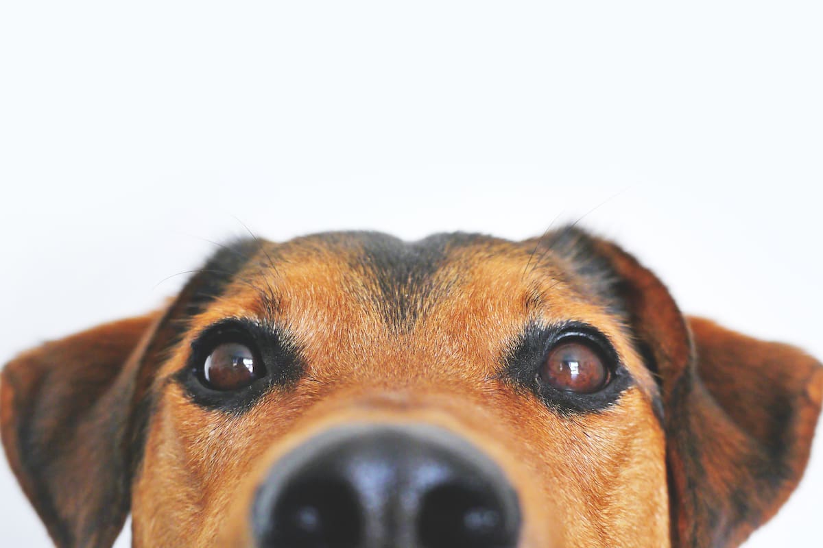 La visión canina: ¿cómo ven los perros el mundo?