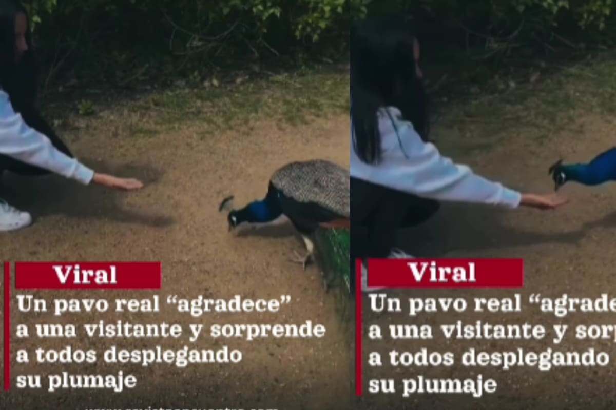 Joven alimenta a un pavo real y este despliega su hermoso plumaje en señal de agradecimiento