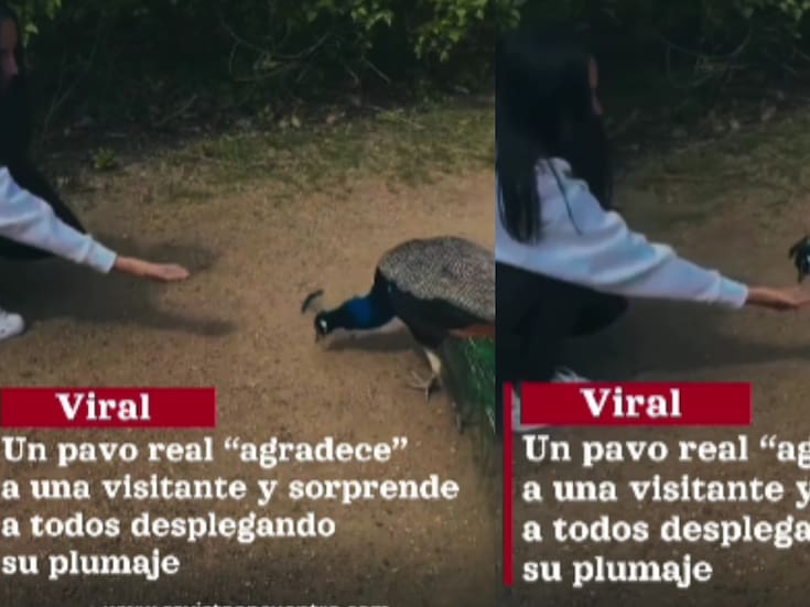 Joven alimenta a un pavo real y este despliega su hermoso plumaje en señal de agradecimiento
