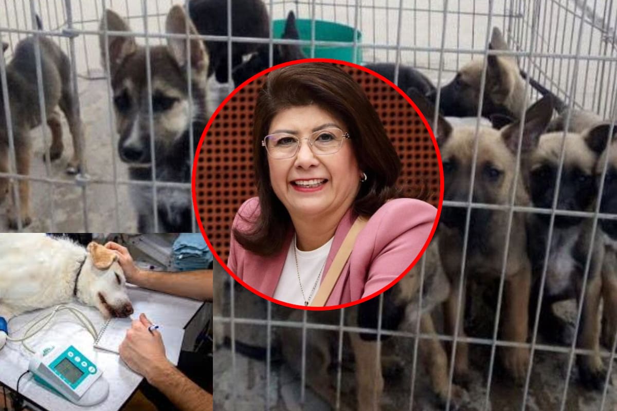 Admitió que sacrificó a 10 mil perritos como alcaldesa en Estado México pero aseguró que “siguió órdenes apegadas a la ley”